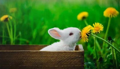 萨尔布吕肯俱乐部：樊振东将在本赛季结束后离开球队|乒乓球|德国|合作|球员|赛事_新浪体育_新浪新闻